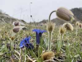 Biomimesi: la soluzione che arriva dalla natura