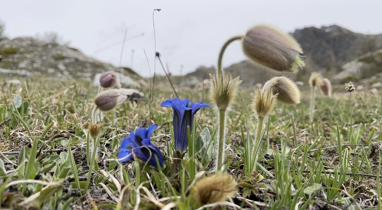 Biomimesi: la soluzione che arriva dalla natura