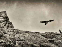 Oltre lo scatto: workshop sull\'etica della fotografia naturalistica