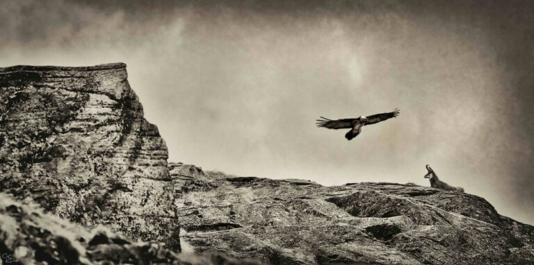 Oltre lo scatto: workshop sull'etica della fotografia naturalistica