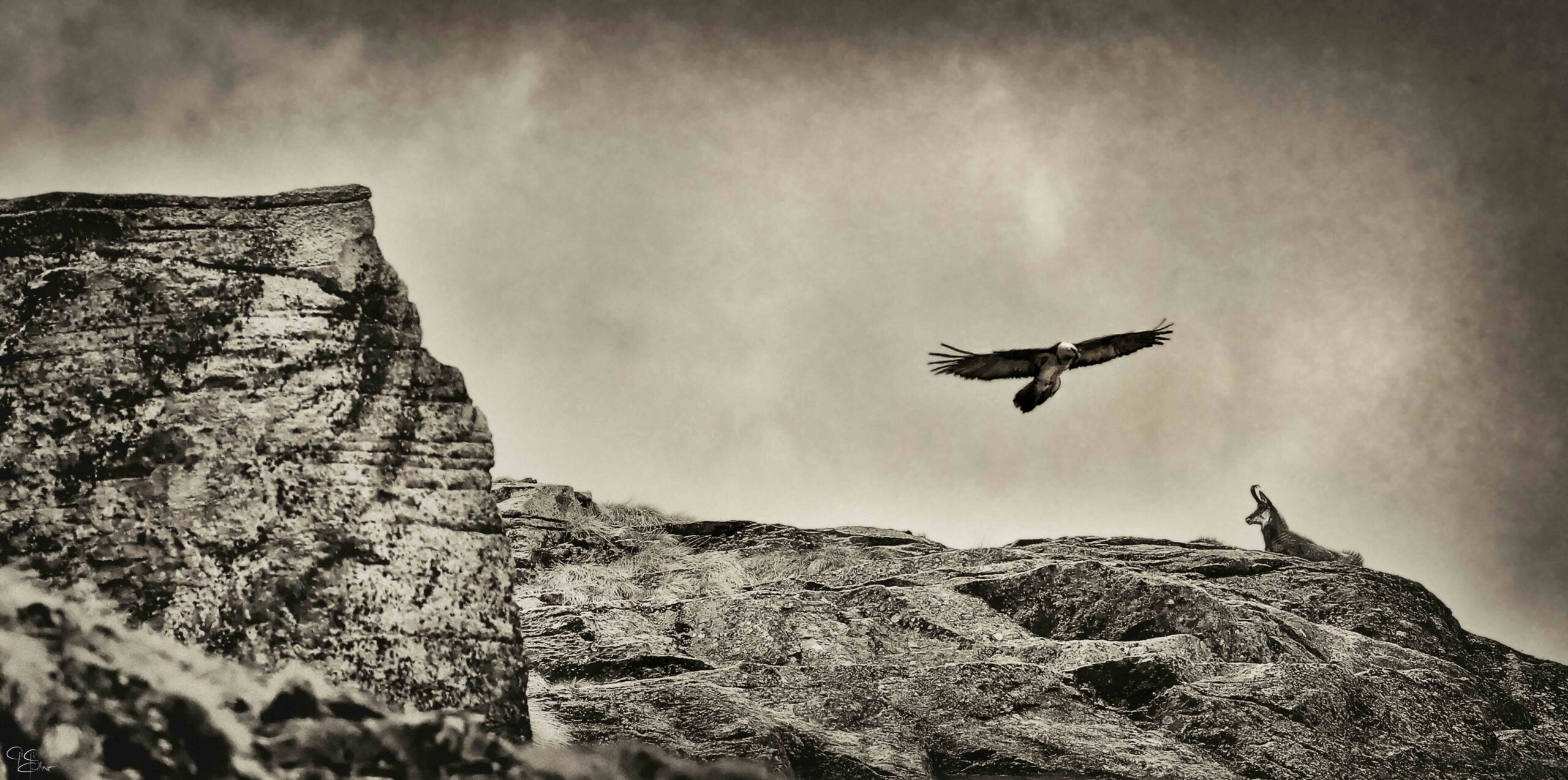 Oltre lo scatto: workshop sull\'etica della fotografia naturalistica