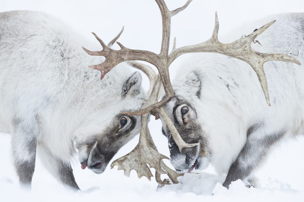 Combattimento tra maschi di renna durante la stagione riproduttiva- Una finestra sull’Artico Stefano Unterthiner