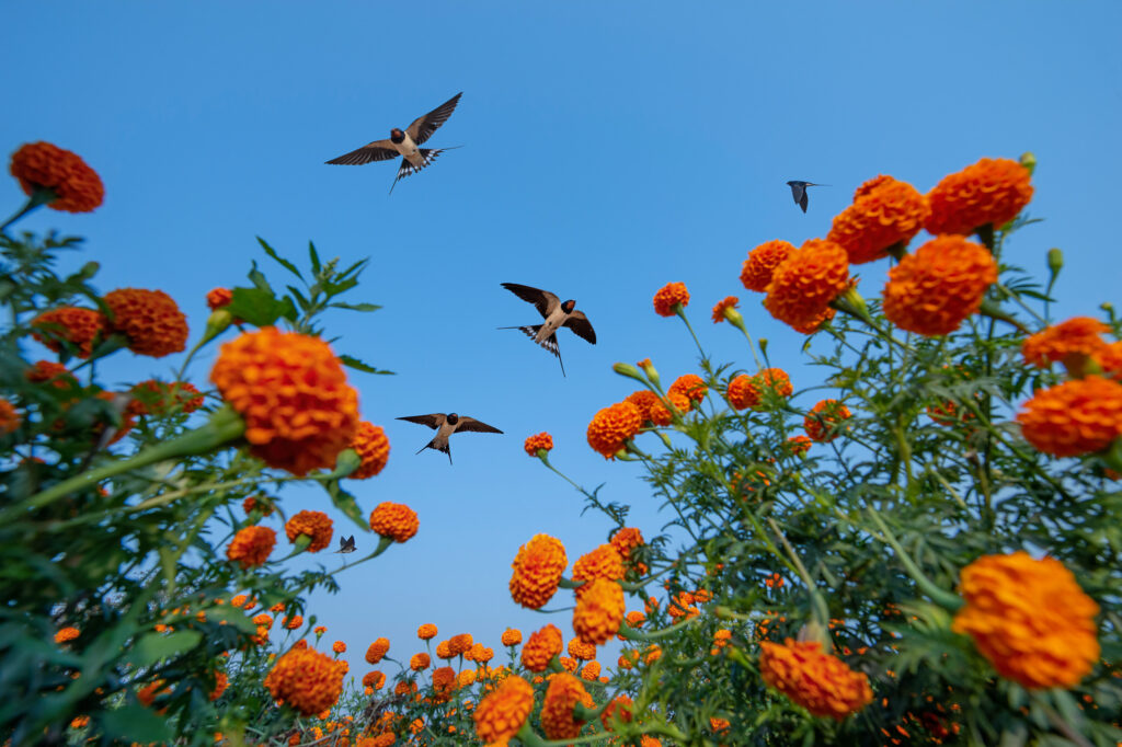 Silver Birds In Flight SILVER AWARD Through the Marigolds Baiju Patil, India Barn Swallow, Hirundo rustica. Hiware Bazar, Maharashtra, India