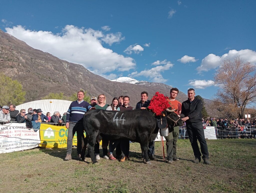 1° Di 3° Cat. Monella - Monella, regina di terza categoria all'eliminatoria di Pont-saint-Martin del 29 marzo 2026 del Concours régional Batailles de reines