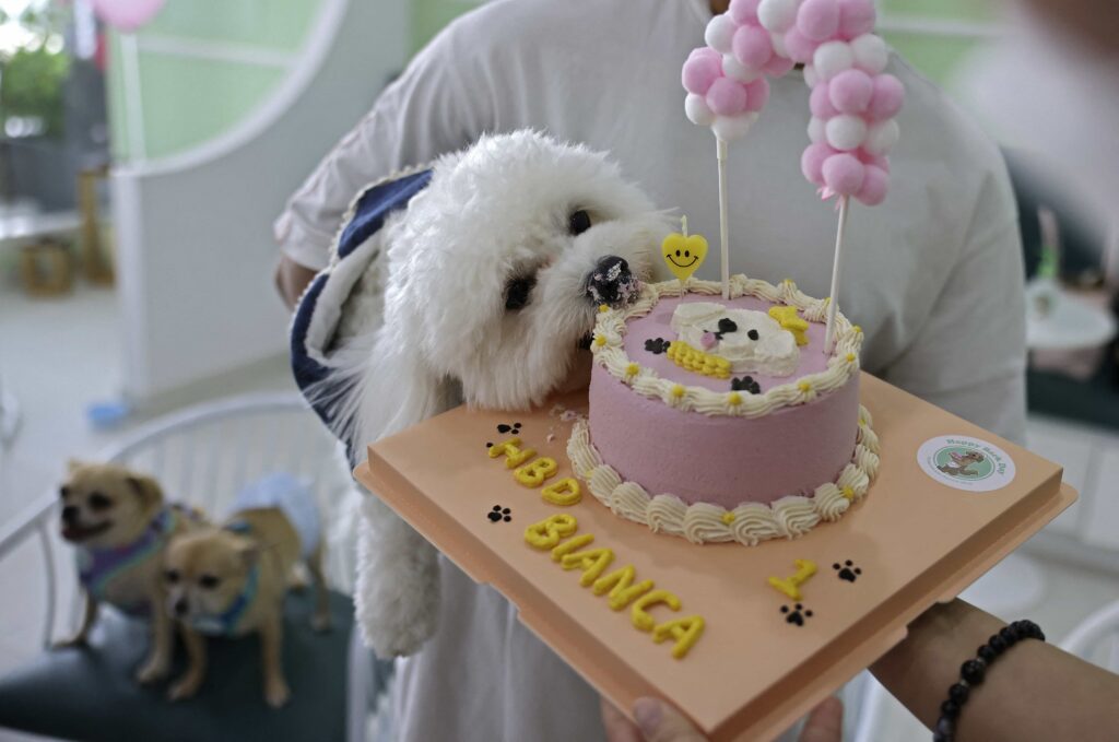Il cane Bianca festeggia il suo compleanno da Happy Bark Day, il primo dog café di Dubai a servire cibo, caffè e torte esclusivamente per cani.