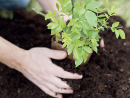Corso gratuito di compostaggio domestico a Saint-Vincent e Verrès