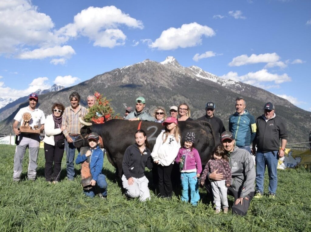 Caprice regina di prima categoria all'eliminatoria di Gignod il 19 aprile 2026 del Concours régional Batailles de reines