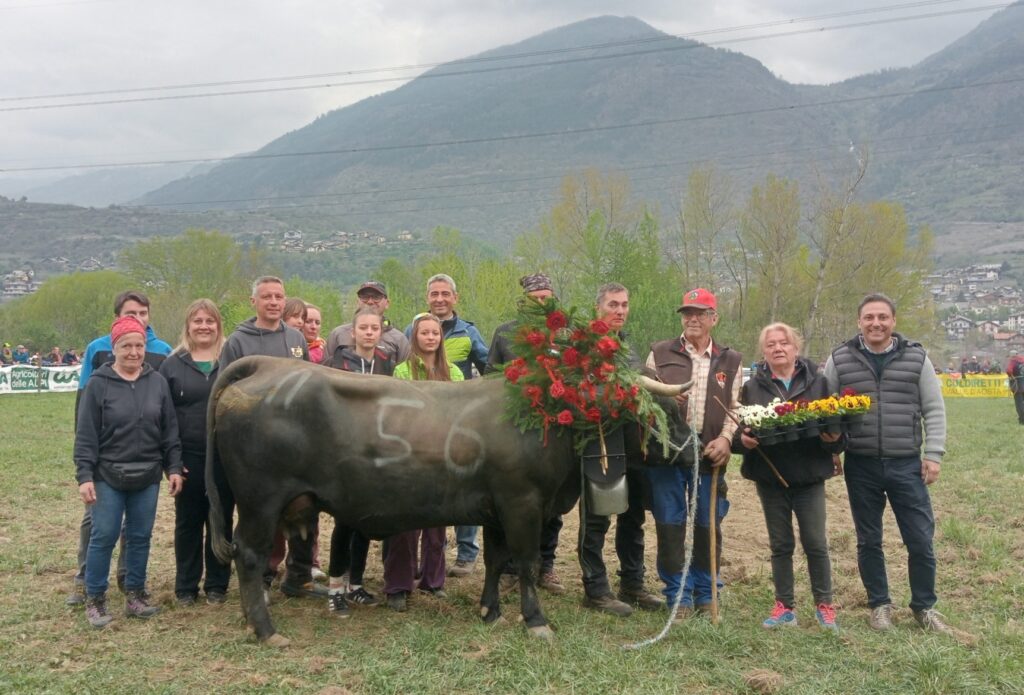 1° Di 2° Cat. Tigre regina di seconda categoria all'eliminatoria diJovençan 12 aprile 2026 del Concours régional Batailles de reines