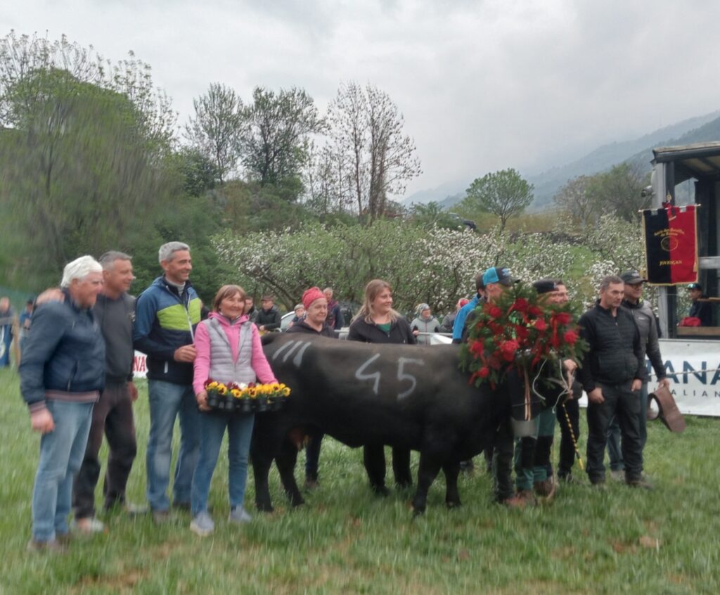 1° Di 3° Cat. Euforie - Euforie, regina di terza categoria all'eliminatoria diJovençan 12 aprile 2026 del Concours régional Batailles de reines