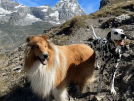 Patentino per proprietari di cani 2026
