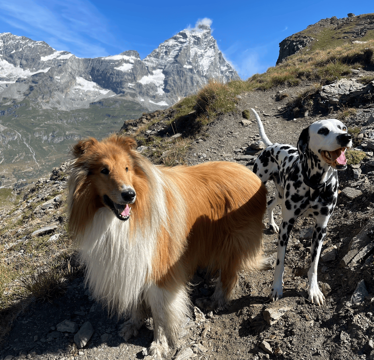 Patentino per proprietari di cani 2026