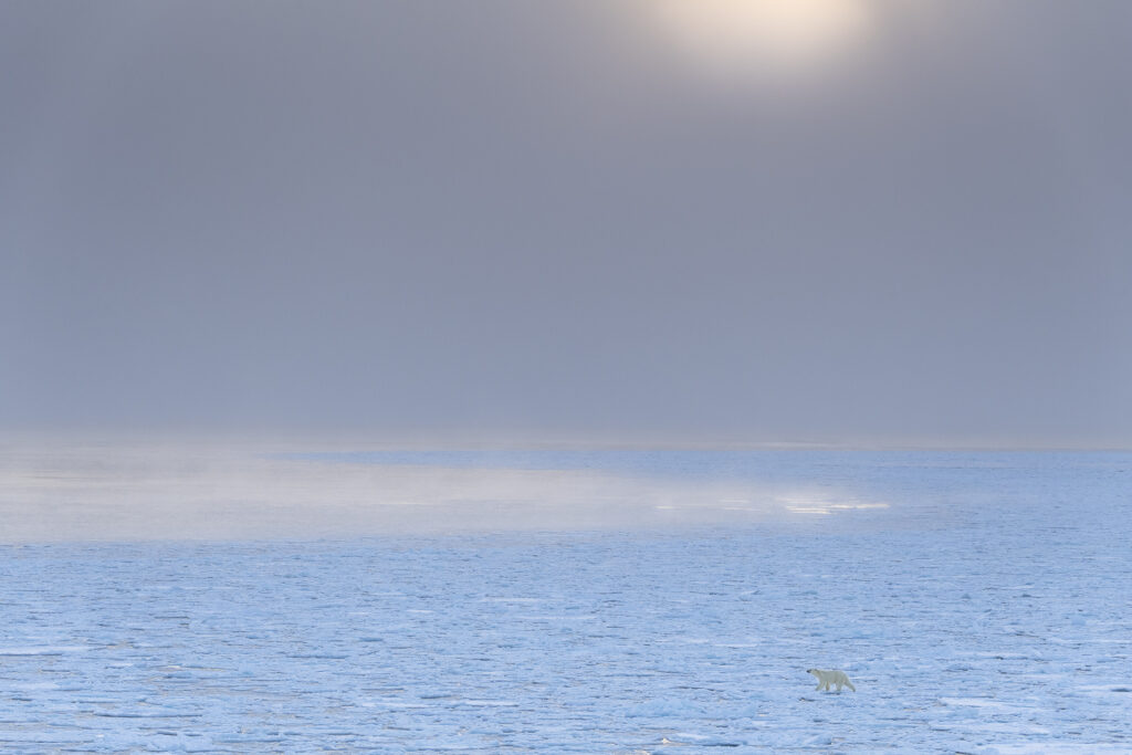 Storie di orsi e di lupi