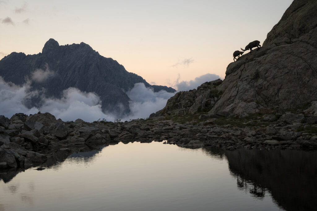 20ma edizione del Concorso Fotografico di Fondation Grand Paradis “Wild - Abitare la Natura” Sospesi Nel Silenzio Fabrizio Gottardi