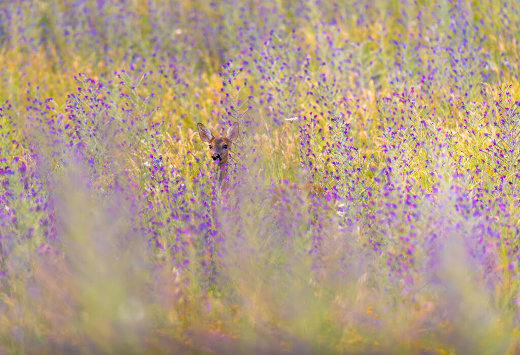 20ma edizione del Concorso Fotografico di Fondation Grand Paradis “Wild - Abitare la Natura” Immersione Floreale Giuseppe Del Balzo Ruiti