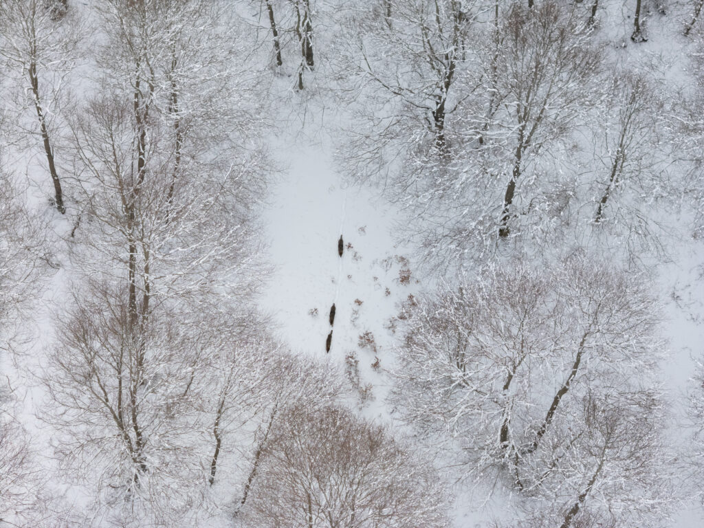 20ma edizione del Concorso Fotografico di Fondation Grand Paradis “Wild - Abitare la Natura” Il Branco Stefano Ciocchetti