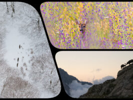 Concorso fotografico Wild - Abitare la natura 2026