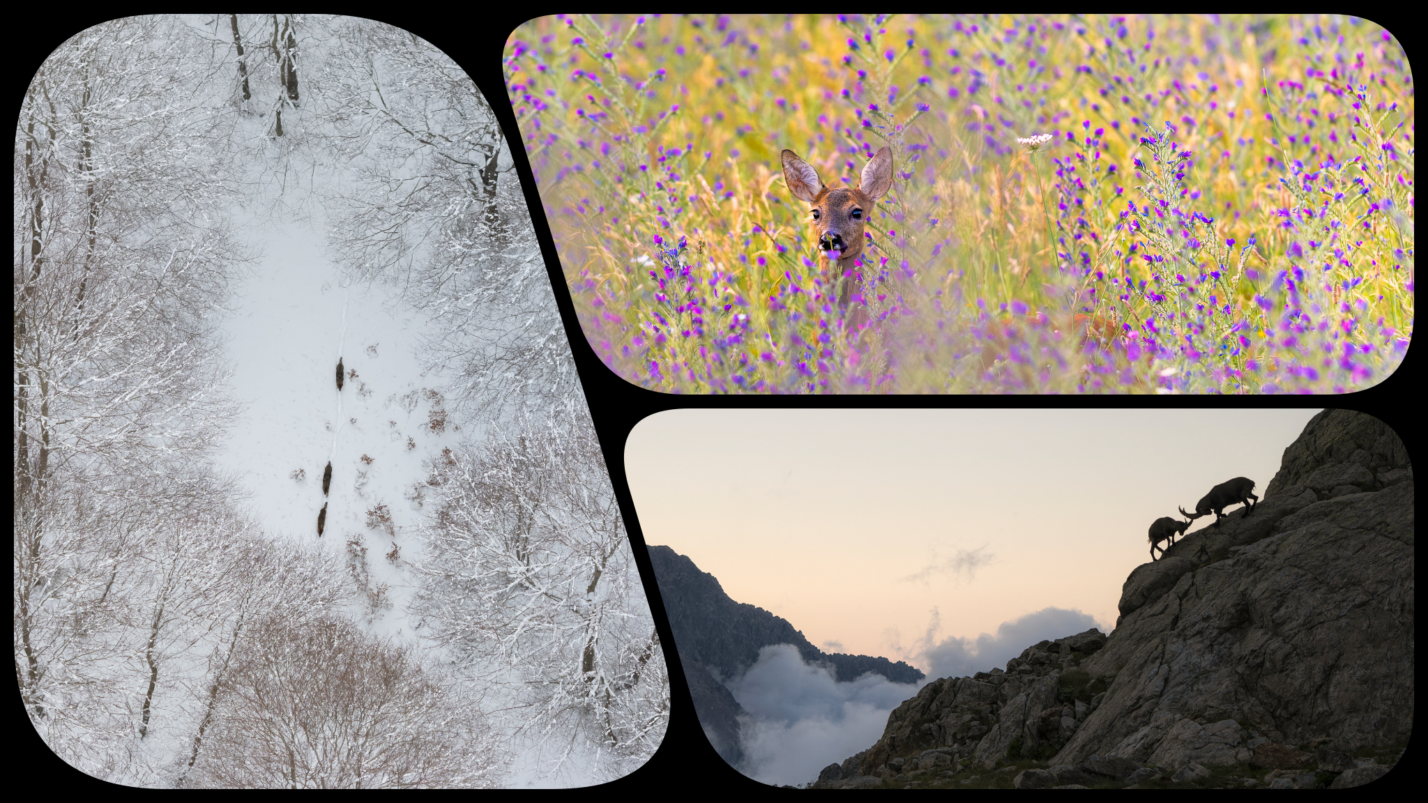 Concorso fotografico Wild - Abitare la natura 2026