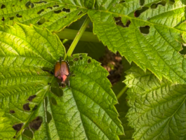 La Popillia japonica in Valle d\'Aosta