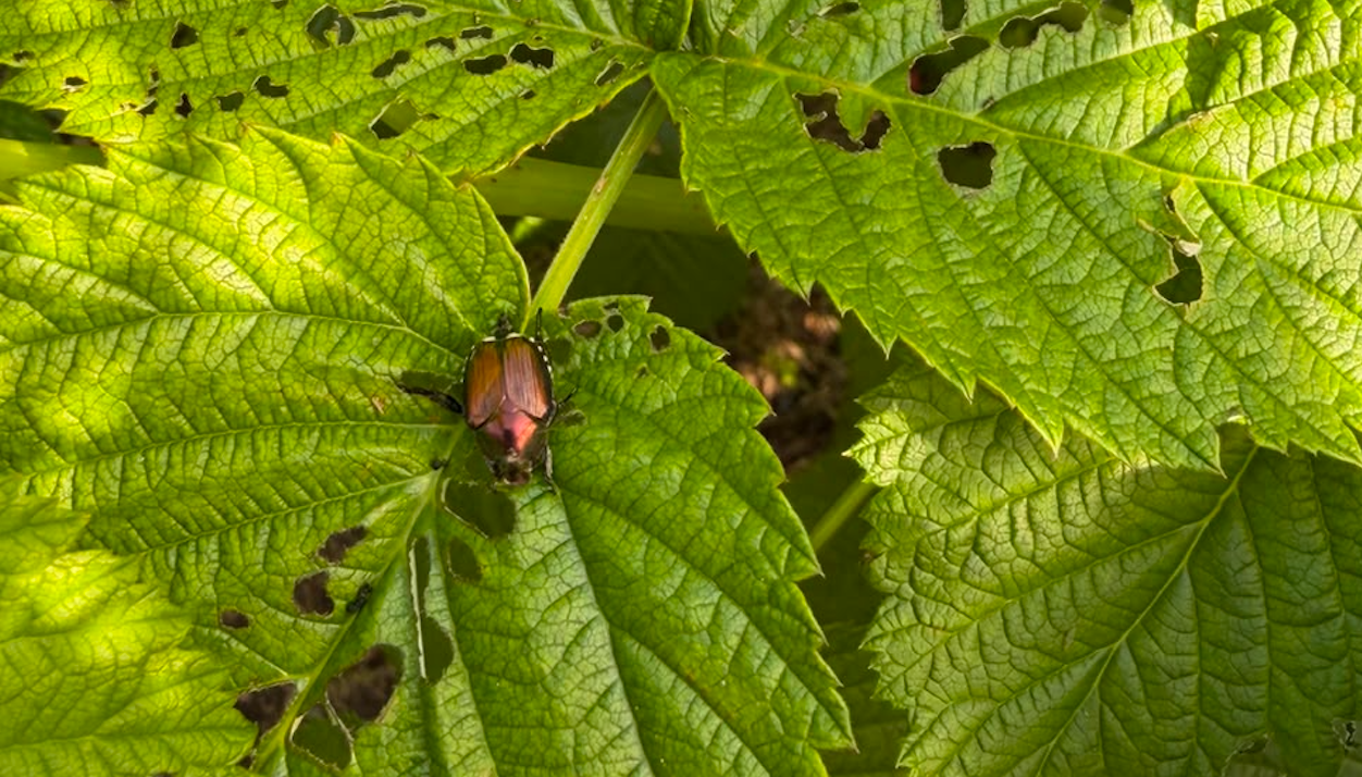 La Popillia japonica in Valle d’Aosta