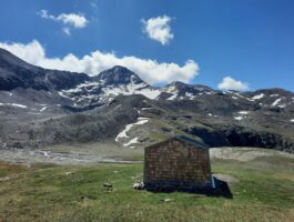 Cordata 4061