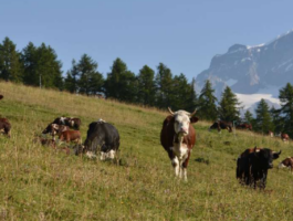 Concorso fotografico Custodi della Terra