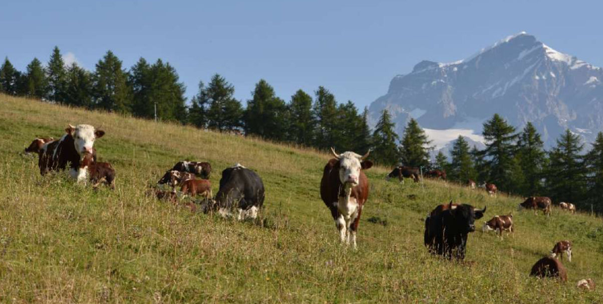 Concorso fotografico Custodi della Terra