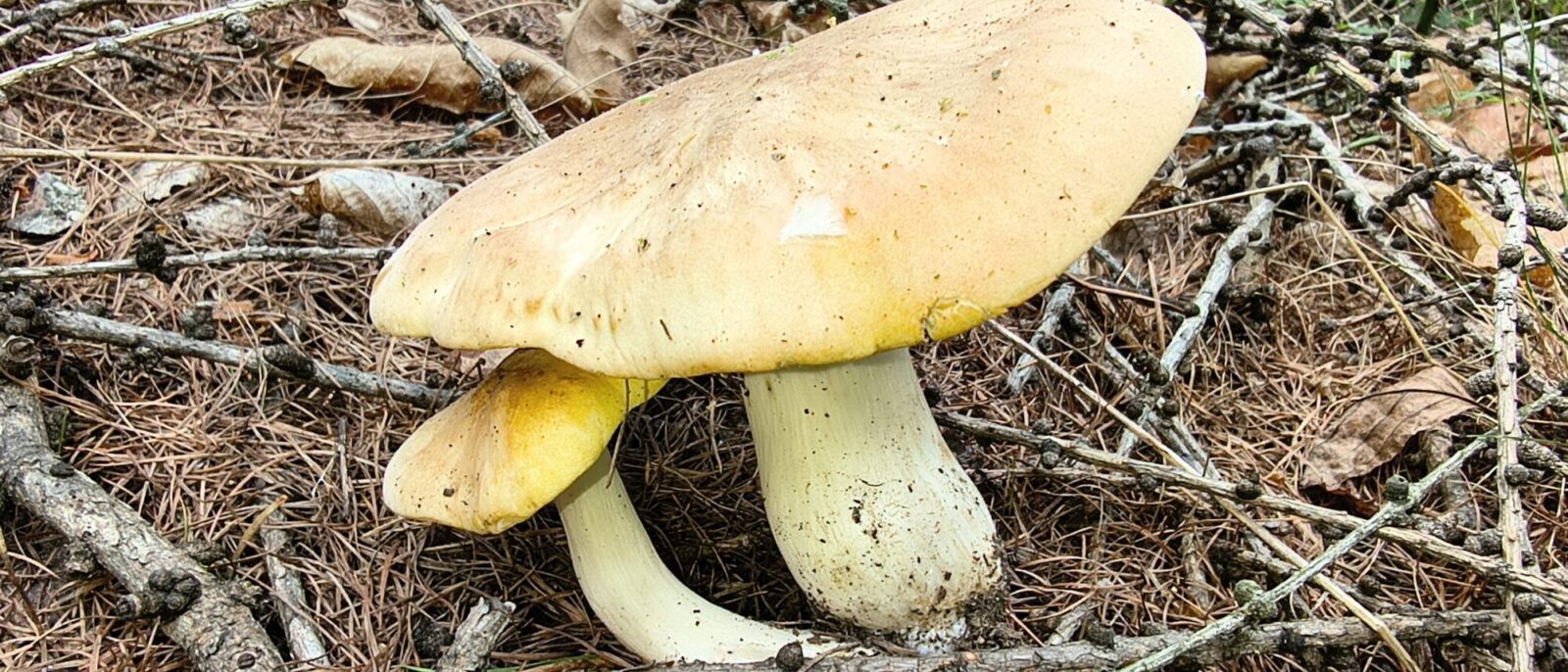 Attivo lo sportello per il controllo di commestibilità dei funghi