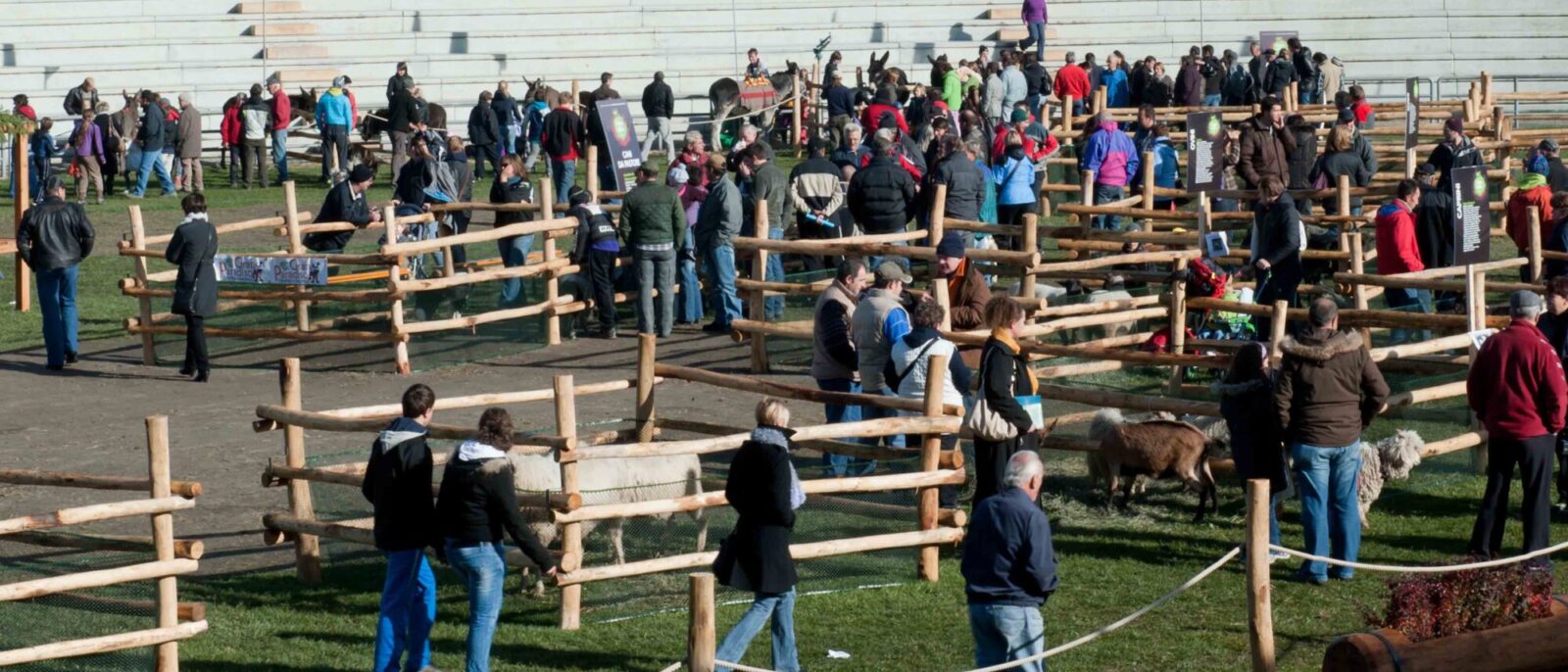 Foire des Alpes 2026: due giornate dedicate agli animali delle montagne valdostane